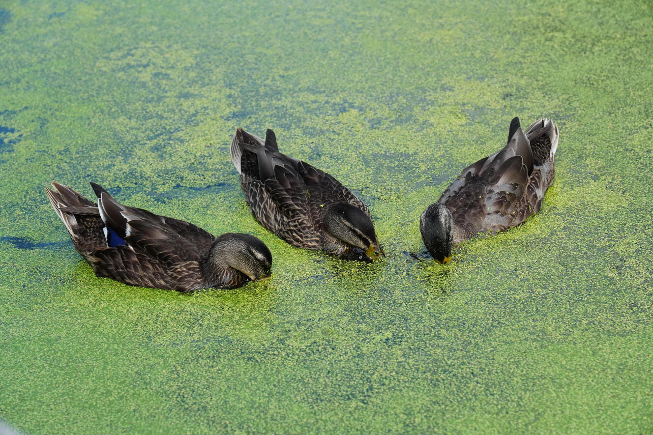 Ducks In a Pond
