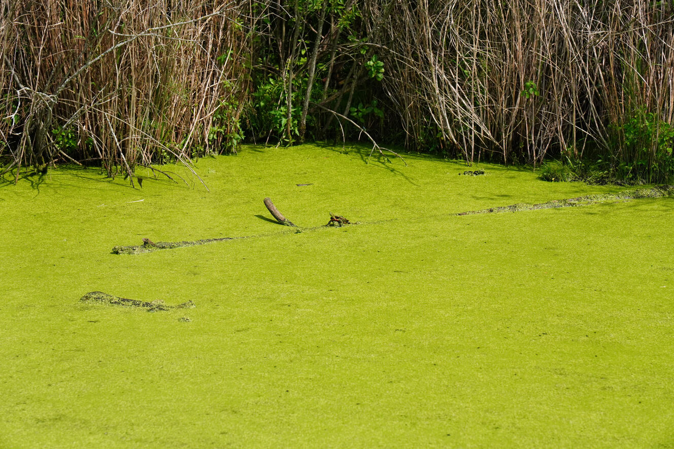 Turtle Standing Tall!