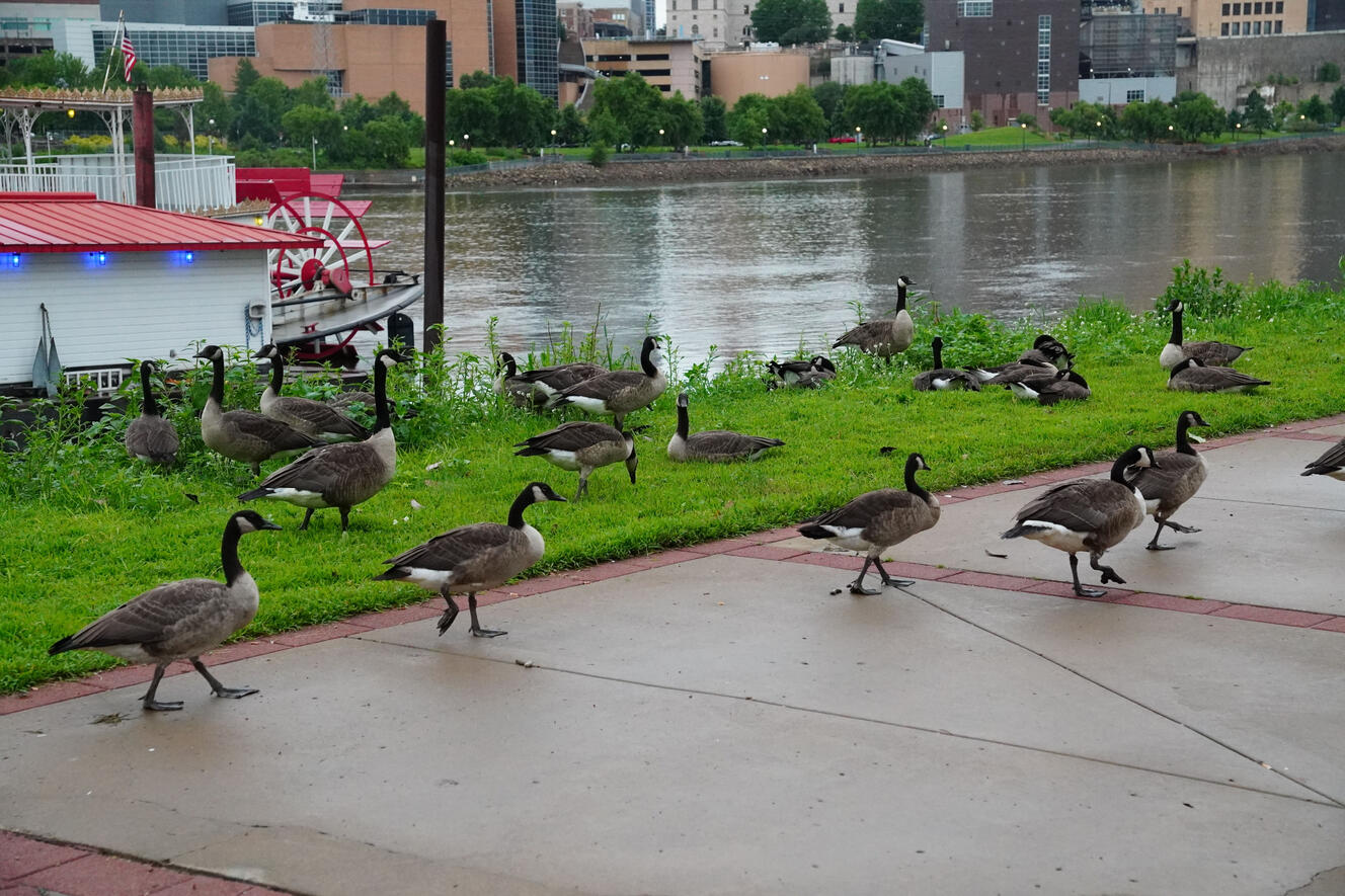 Geese And Boat