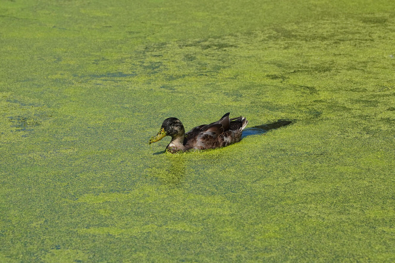 Matcha Duck